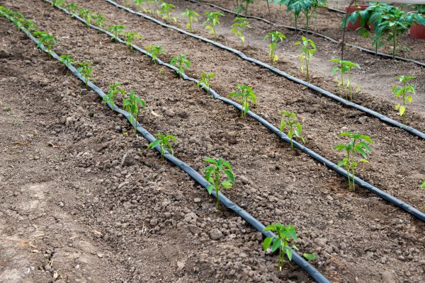 Drip System Line Replacement - Drip System Line Replacement Albuquerque, New Mexico